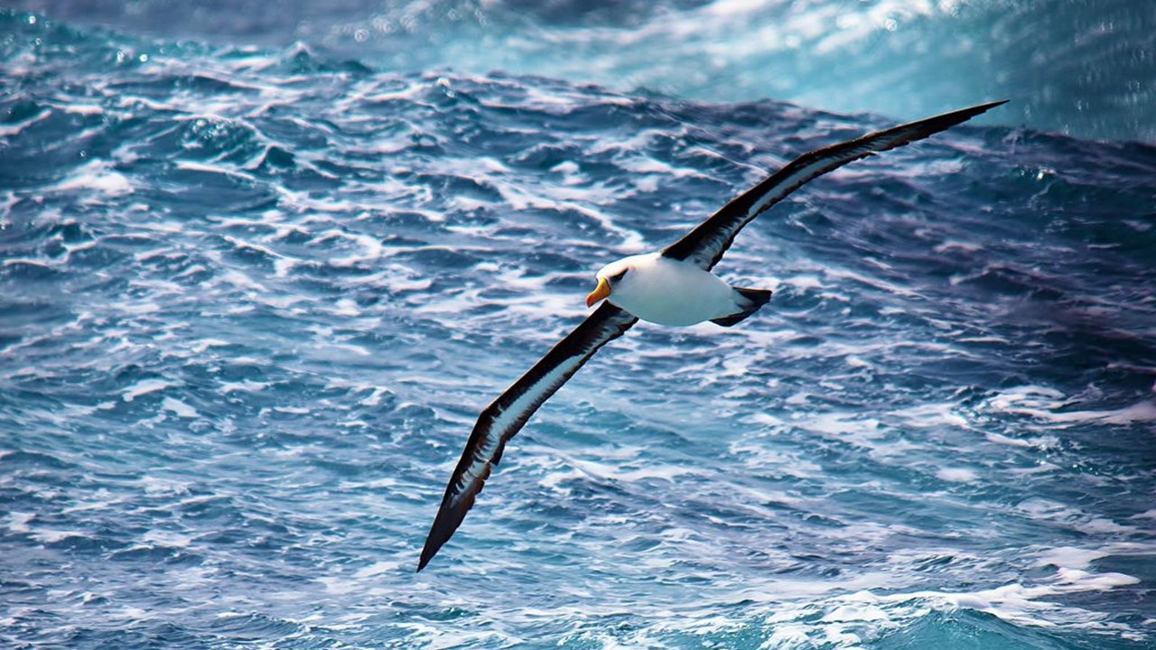 The Albatross: Majestic And Free And Full Of Plastic - The Wisdom Daily