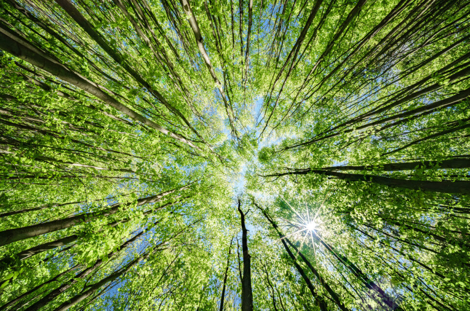 A stunning view of a vibrant forest canopy, illuminated by warm sunlight filtering through lush green leaves